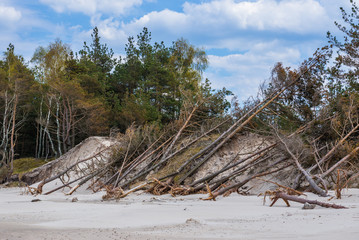 Fallen trees on a dune in Slowinski National Park over Baltic Sea in Poland