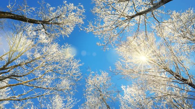 Verschneite Baumkronen im Winter mit der Sonne am strahlend blauen Himmel
