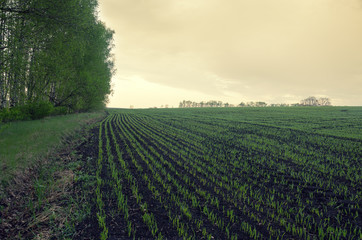 View of rows of green wheat sprouts.Springtime.Agricultural field.