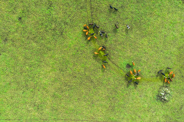 Aerial view of cows in a herd on green pasture in Estonia.