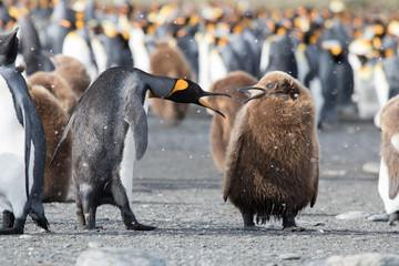 Chick and parent argument