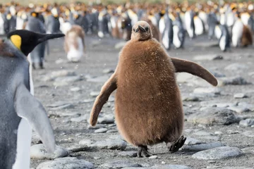 Foto op Plexiglas Cute king penguin chick © Valerie