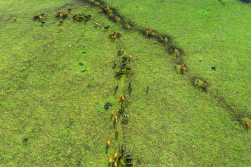Aerial view of cows in a herd on green pasture in Estonia.