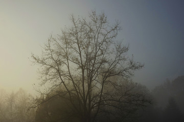 Plakat tree in the fog