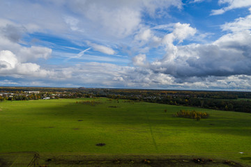 Aerial view of cows in a herd on green pasture in Estonia.
