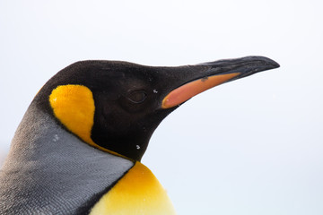 King penguin close-up
