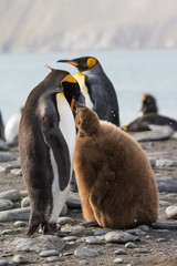 King penguin feeding chick