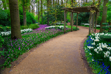 Obraz premium Fresh blooming spring flowers in the forest, Keukenhof park, Netherlands
