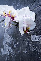 Fresh blooming orchids flowers branch on textured stone background