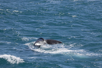 Southern right whale, South georgia © Valerie