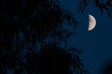 Half moon throught the willow branches