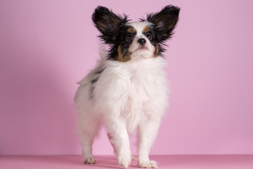 Puppy of papillon breed