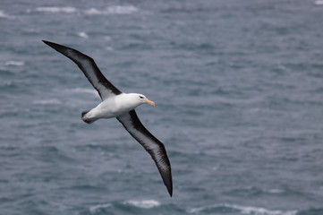 Fototapeta na wymiar Flying black browed albatross