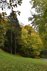Deux sapins imbriqués parmi les feuillage dorées des autres arbres au parc Josaphat à Schaerbeek