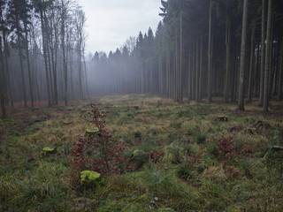 glade clearing with moss covered tree stump and misty spruce tree forest autumn landscape