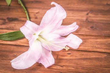 Pink lily on a wooden background