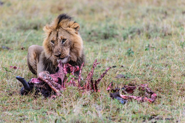male lion eating kill