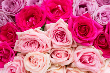 Violet and bright and light pink blooming fresh rose flowers background