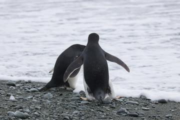 Adelie penguin, Orcadas base