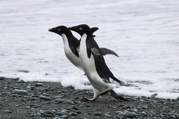 Naklejka premium Adelie penguin, Orcadas base