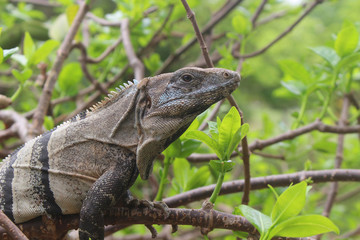 Iguane - zone archéologique Tulum
