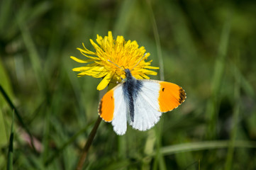 Fototapeta premium Orange-tip butterfly feeding on a dandelion