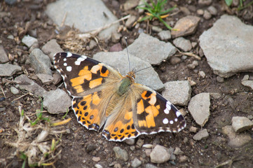 Fototapeta na wymiar Painted Lady butterfly on stony ground