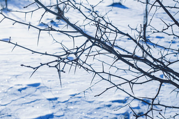 Fresh snow surface in sunny winter day.