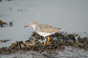 Redshank standing on seaweed