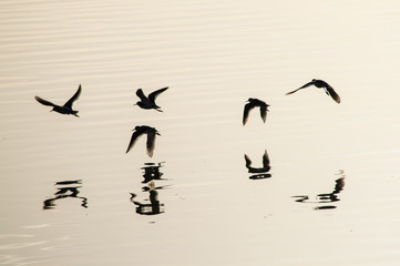 Redshanks flying and reflected in water