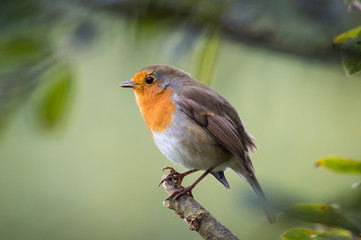 Robin on a branch gently singing