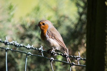 Robin on a barbed-wire fence