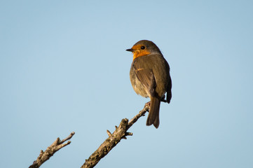 Robin perched on a high branch