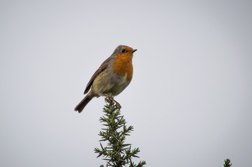 Robin on a sprig of Gorse