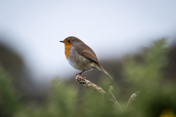 Robin perched on a twig