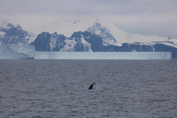 Obraz premium Humpback whale