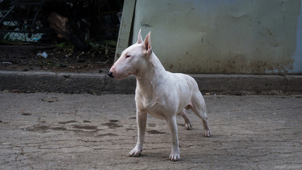 Bull Terrier