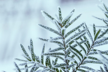Frozen winter tree. Macro shot with small depth of field