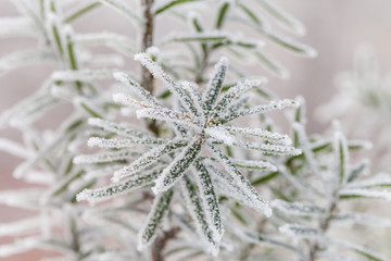 Frozen winter tree. Macro shot with small depth of field