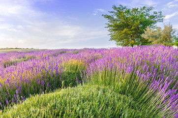 Blooming lavender fields in Little Poland