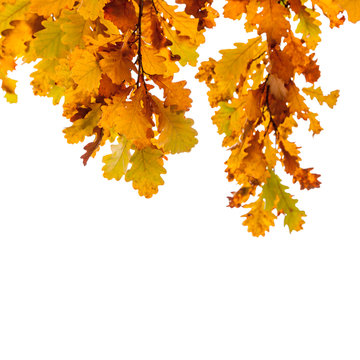 Yellow oak tree leaves isolated on white