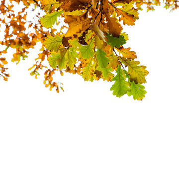 Yellow and green oak tree leaves isolated