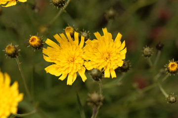 Canadian hawkweed (Hieracium umbellatum)
