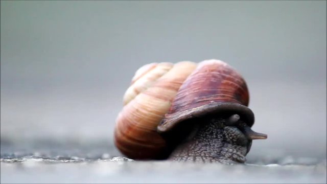 The snail Arianta arbustorum slowly crawls out of its shell. Khosta, Russia, 2017.