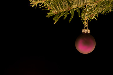 Chrisbaumkugel Lila an Tannenzweig
