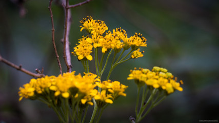 Flores amarillas