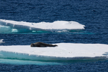 Fototapeta premium Leopard seal on ice float