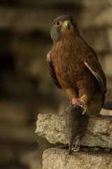 rock_kestrel_1