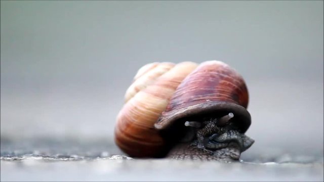 The snail Arianta arbustorum slowly crawls out of its shell. Khosta, Russia, 2017.