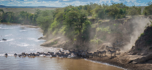 Zebras and wildebeest during migration from Serengeti to Masai Mara